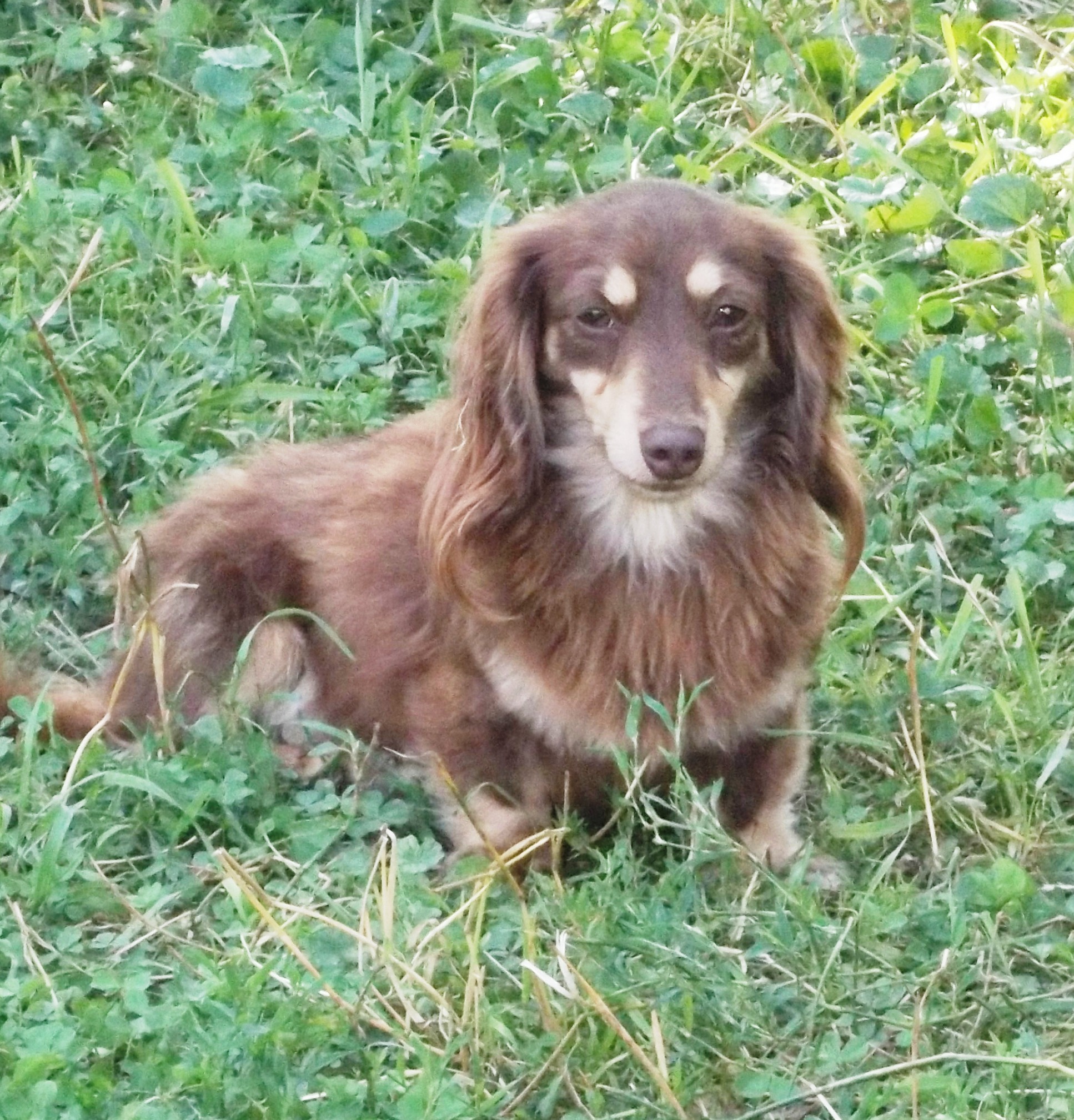 mini dachshund puppies for sale mn mini dachshund puppies for sale mini dachshund puppies for sale mn mini dachshund puppies for sale